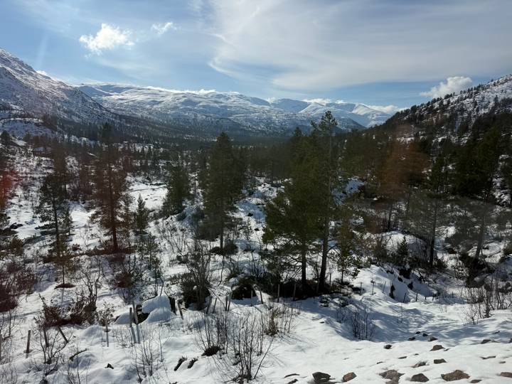 Snow-covered pine forest stretches across a rugged mountain valley under bright winter sun.