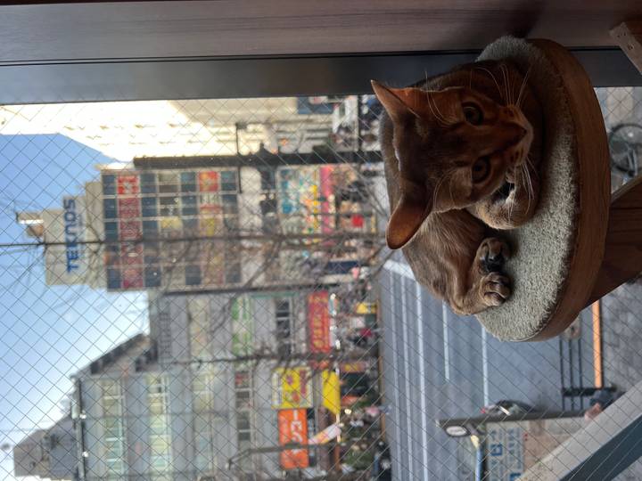 Brown cat lounges on a wooden perch by a window overlooking a busy Tokyo street.