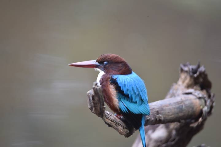 Close-up of a colorful white-throated kingfisher perched on a branch.