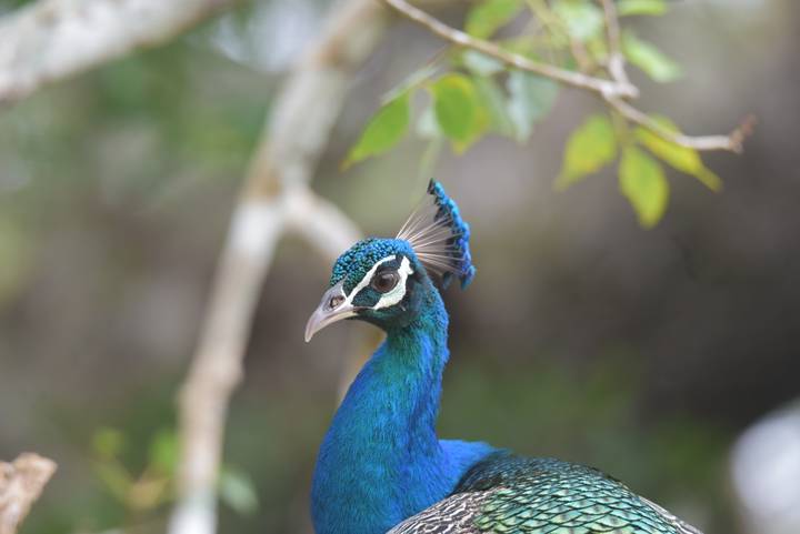 Vibrant peacock portrait with raised crest against blurred natural background.