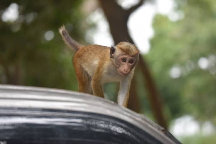 Young toque macaque stands playfully on a vehicle roof in the forest.
