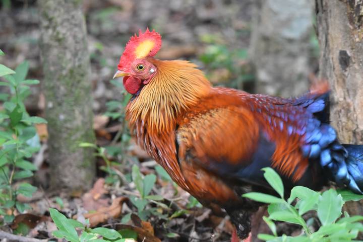 Brilliantly feathered Sri Lankan junglefowl rooster struts among foliage.
