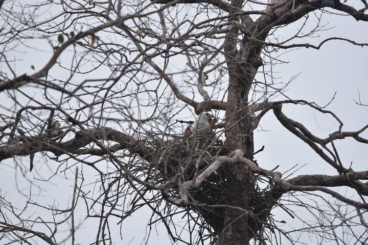 Distant stork tends a nest high among leafless branches on a grey day.