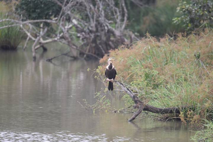 A cormorant perches on a branch over still lagoon waters bordered by reeds.