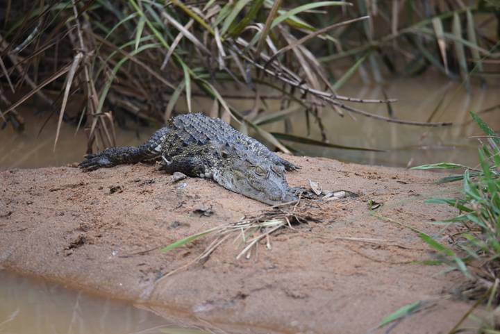 Small crocodile rests on sandy riverbank beside murky water and reeds.