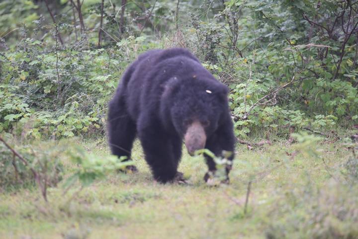 Out-of-focus sloth bear moves through dense green undergrowth.