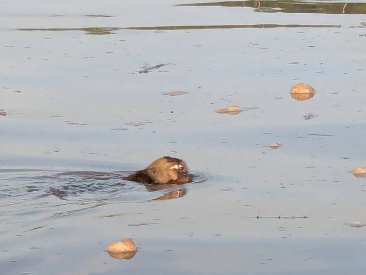 Distant primate swims in murky water with scattered rocks visible.