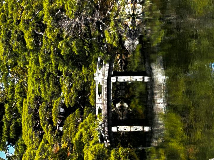 Small wooden bridge reflected in calm pond surrounded by manicured pine trees.