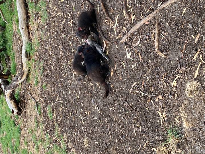 Two Tasmanian devils fight over a carcass on earthy ground surrounded by fallen branches in a wildlife enclosure.