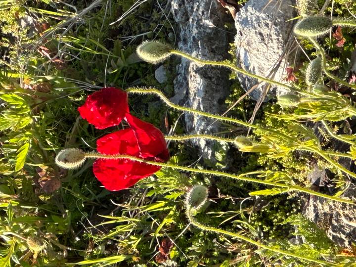 Close-up of a vivid red poppy blooming among grass and rocks.
