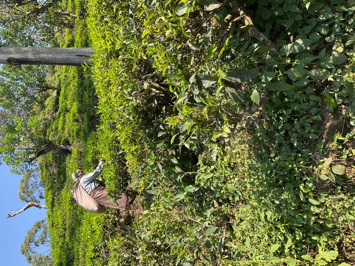Tea picker bending over lush green bushes on a steep hillside plantation.