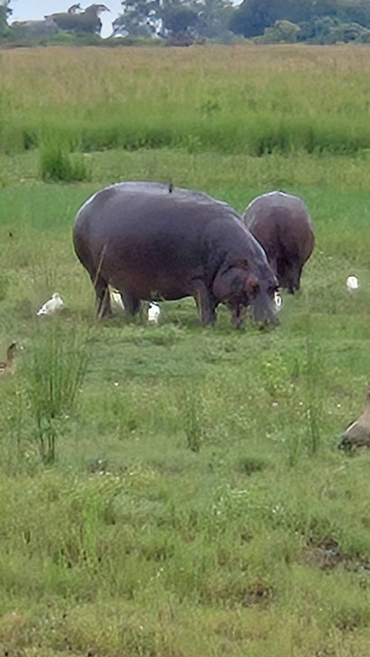 Blurry distant shot of a hippopotamus grazing in marshy grassland.