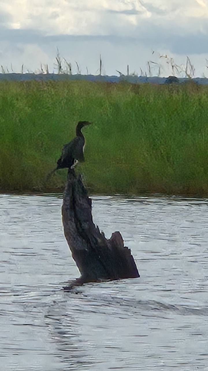 Blurry image of a dark bird perched on a weathered tree stump above water.