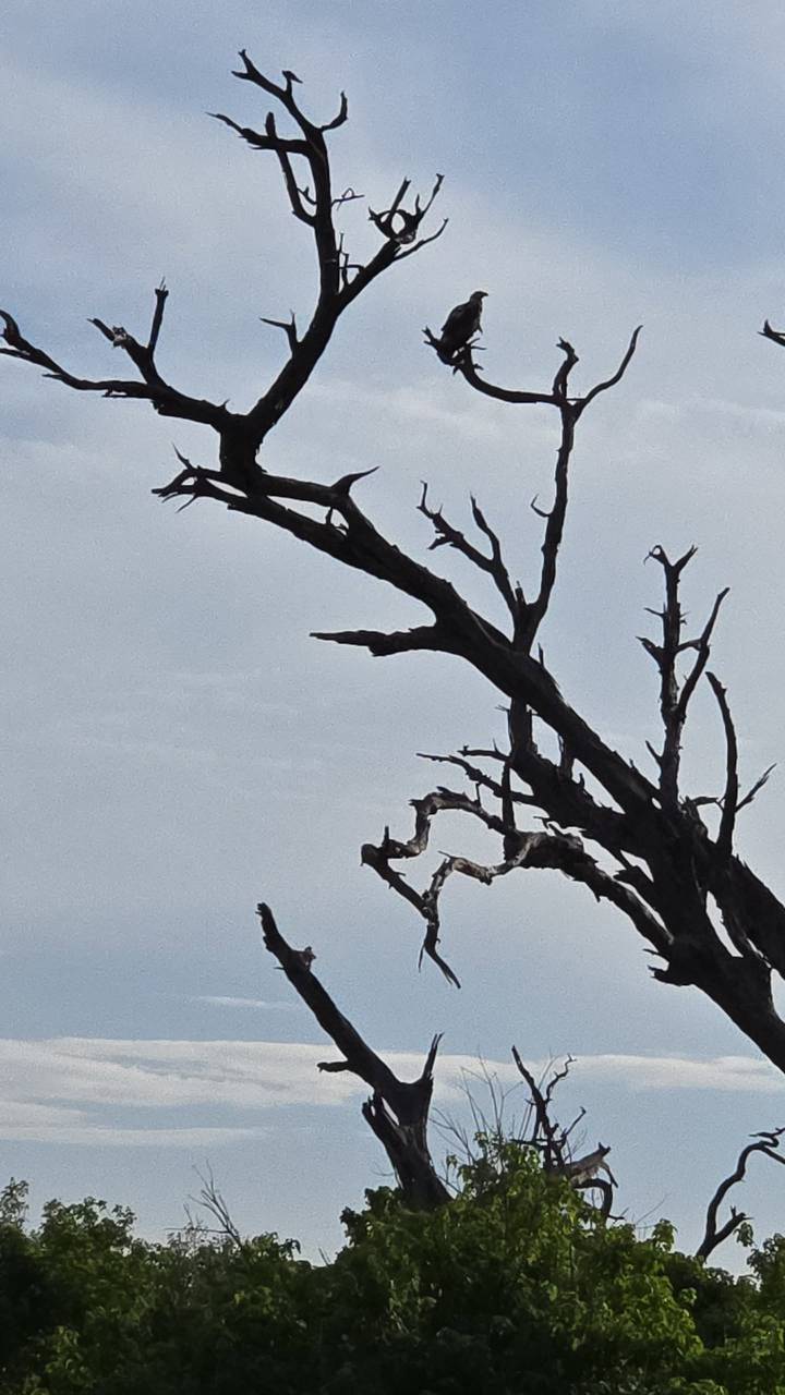 Silhouette of a leafless tree branch set against a pale blue sky