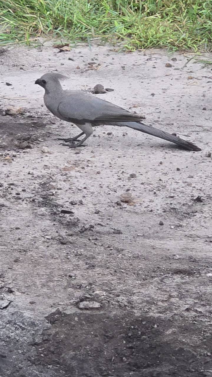 Partial view of a bird’s legs standing on dusty ground with scattered stones