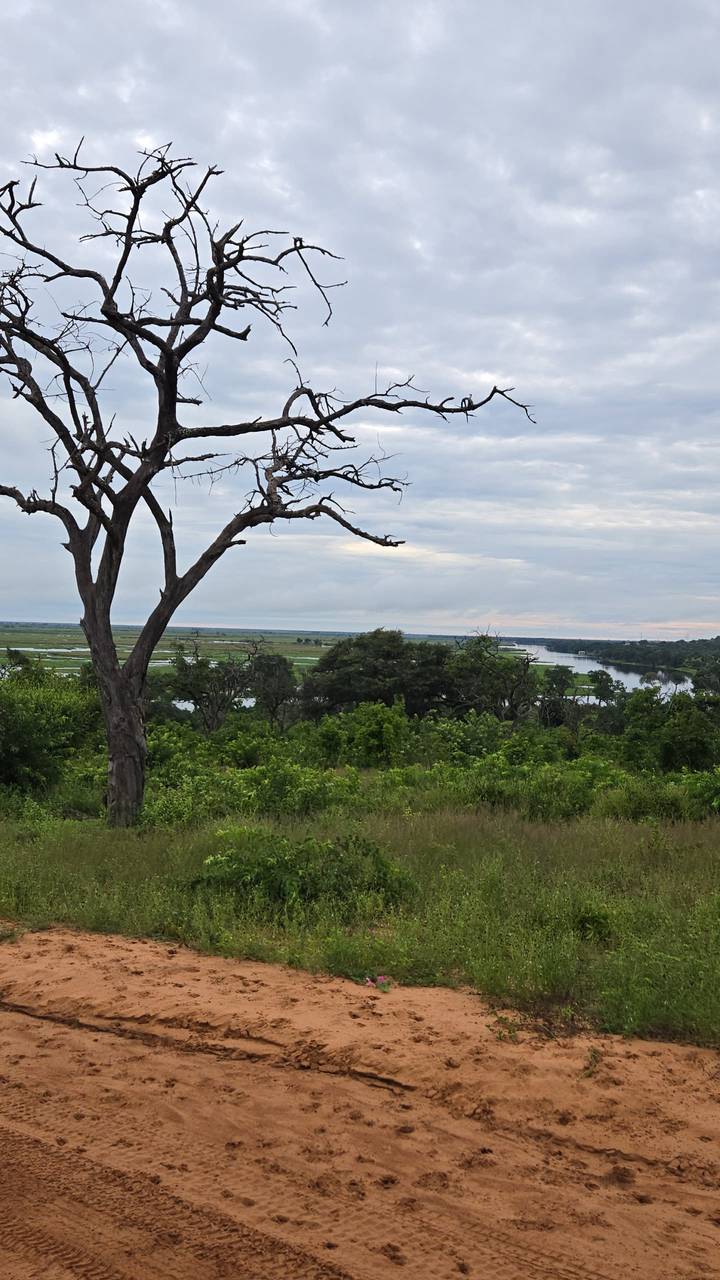 Wide vista of green plains, river bends and distant horizon framed by a bare tree