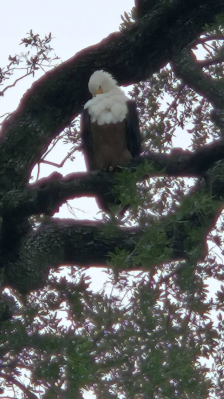 Dark, obscured view of foliage and tree branches, possible animal hidden