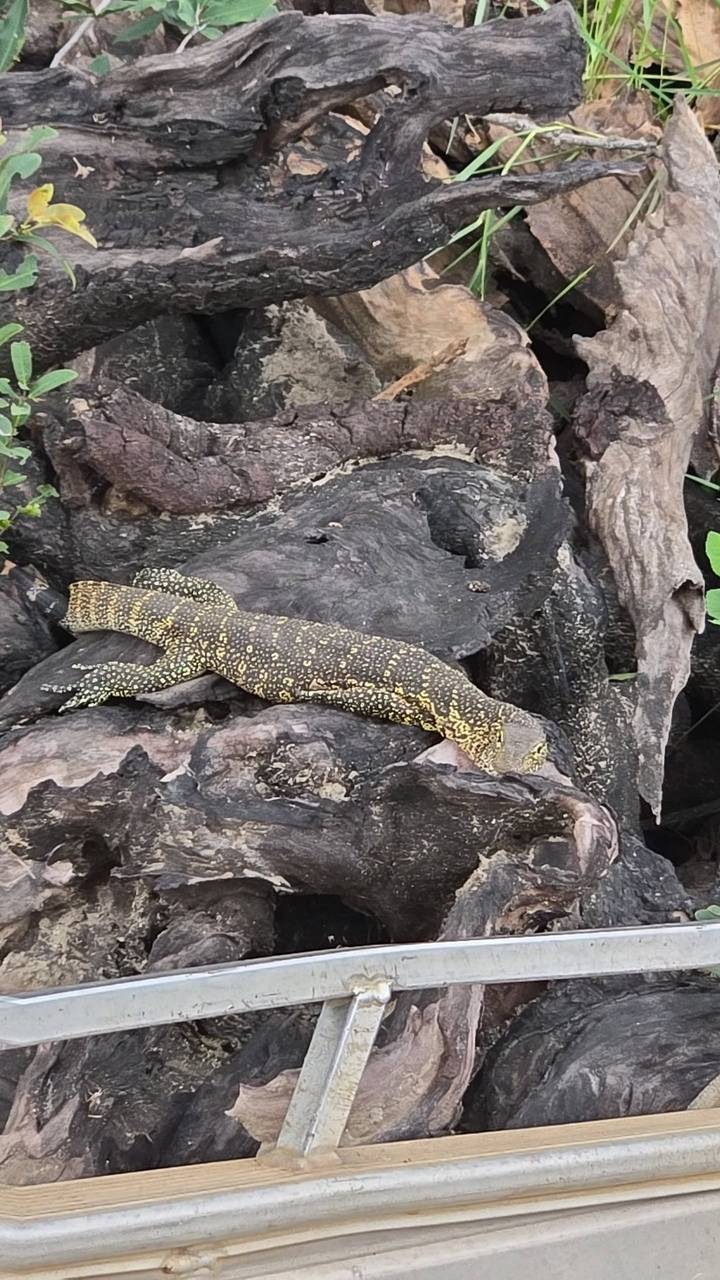 Yellow-speckled lizard lying on dark tree trunk