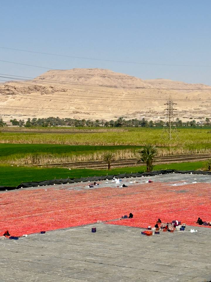 Patchwork of lush green farmland contrasts with arid desert hills and power lines in rural Egypt