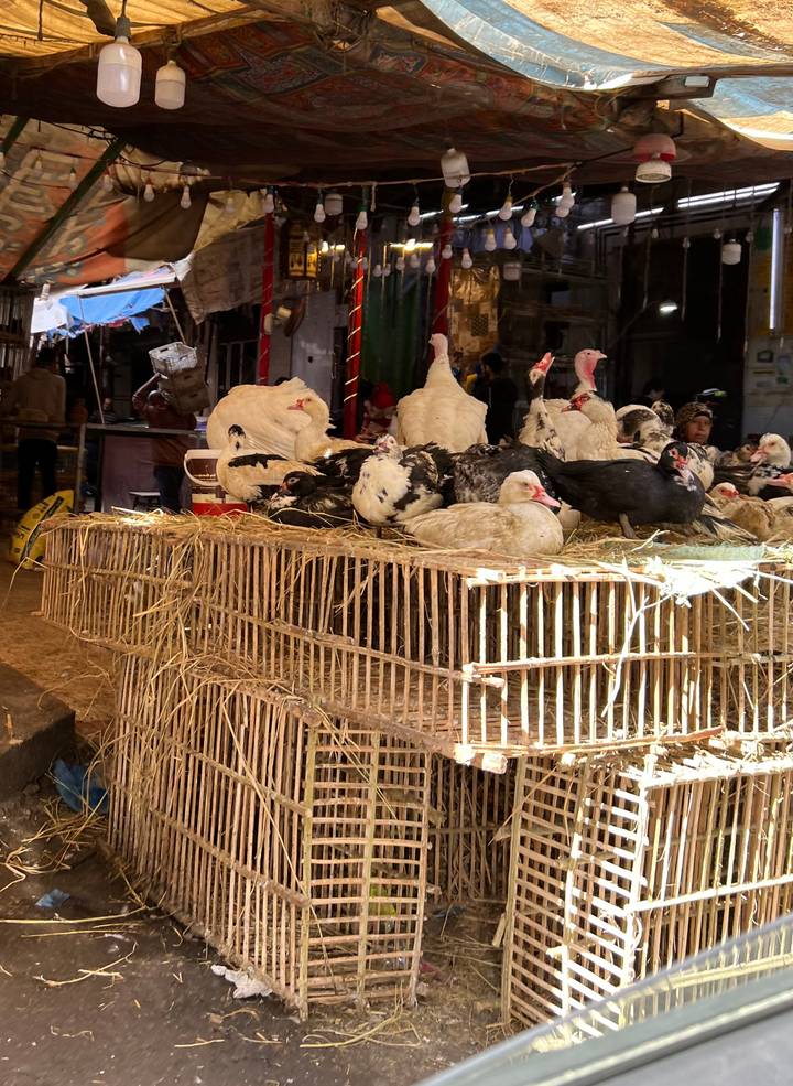 Chickens and ducks crowded on straw-covered cages inside a busy indoor market stall.