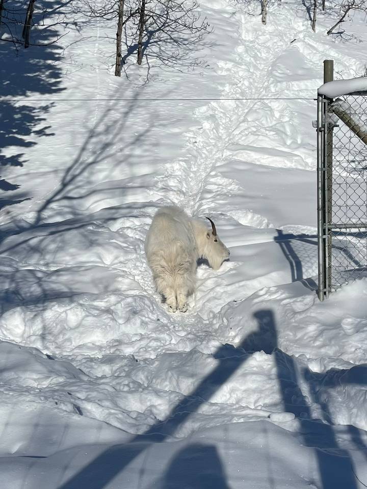 White mountain goat walking along a snowy path under bright winter sunlight