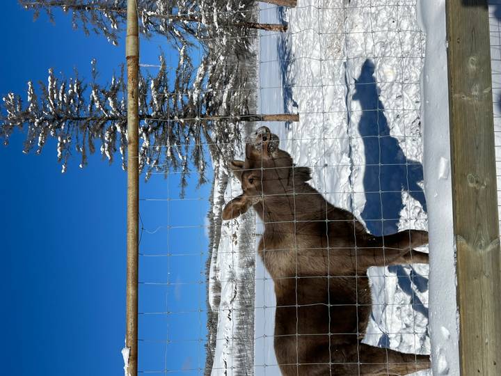 Young moose standing behind a wire fence in a snowy paddock beneath a clear blue sky