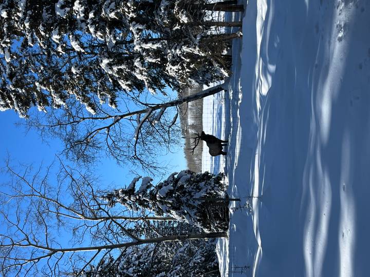 Elk silhouetted between snow-laden trees beside a frozen lake under bright sunlight