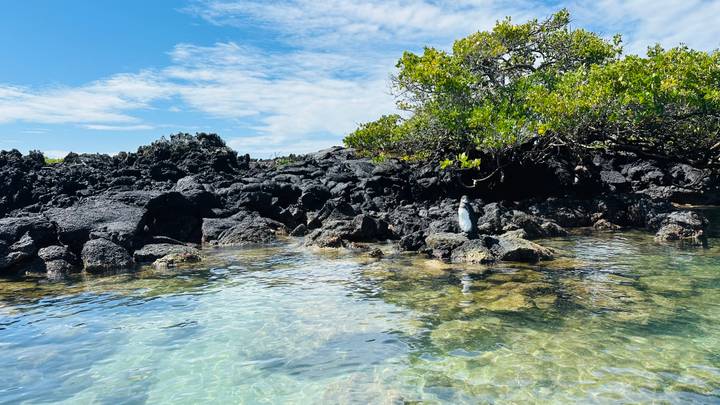 Crystal-clear shallow lagoon bordered by black lava rocks and mangrove bushes under a partly cloudy sky.