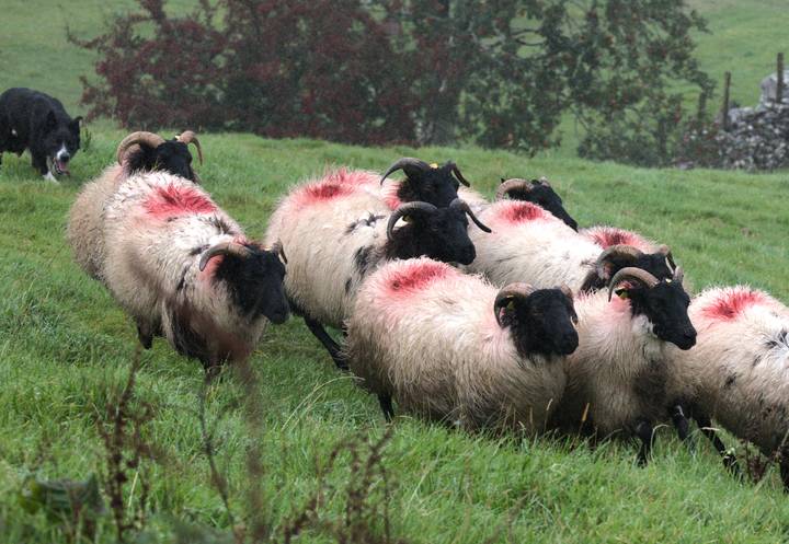 Flock of horned sheep with red markings being herded by a border collie across wet green grass.
