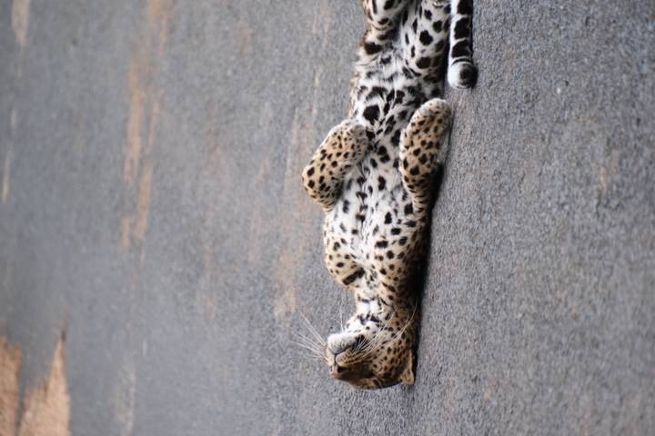 Leopard lying relaxed on its back in the middle of a paved road within a reserve.