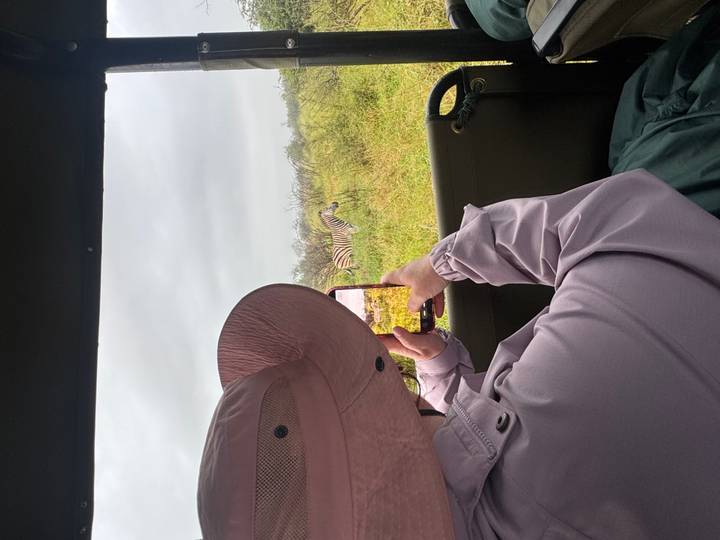 Tourist in safari vehicle taking a phone photo of a zebra grazing in green bushland.