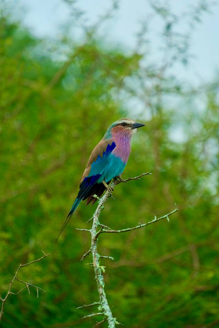Vibrantly colored lilac-breasted roller perched on a branch against a blurred green backdrop.