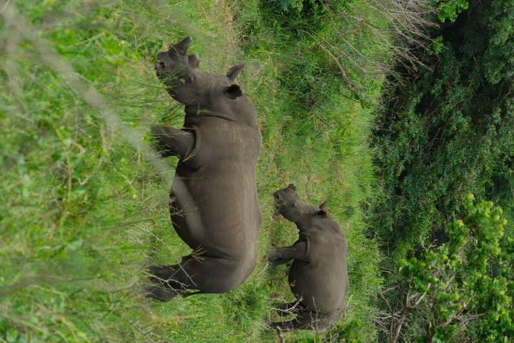 Two rhinos grazing in lush green vegetation of a game reserve.