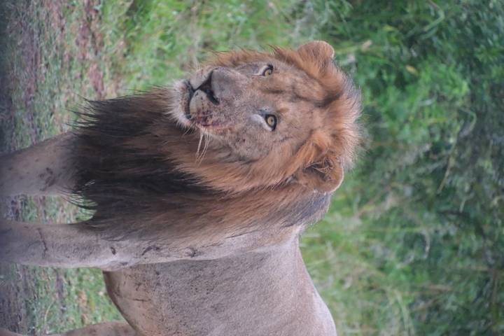Majestic male lion with dark mane standing alert in grassy bushland.