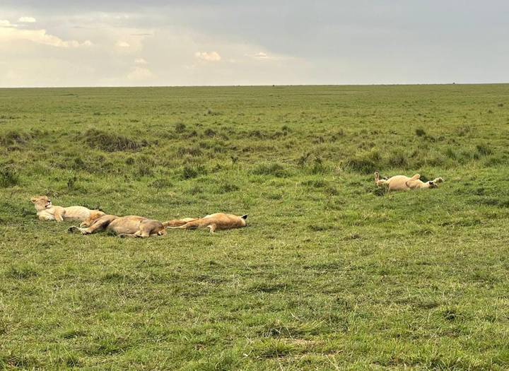 Pride of lions lounging on open grassland in the Maasai Mara.