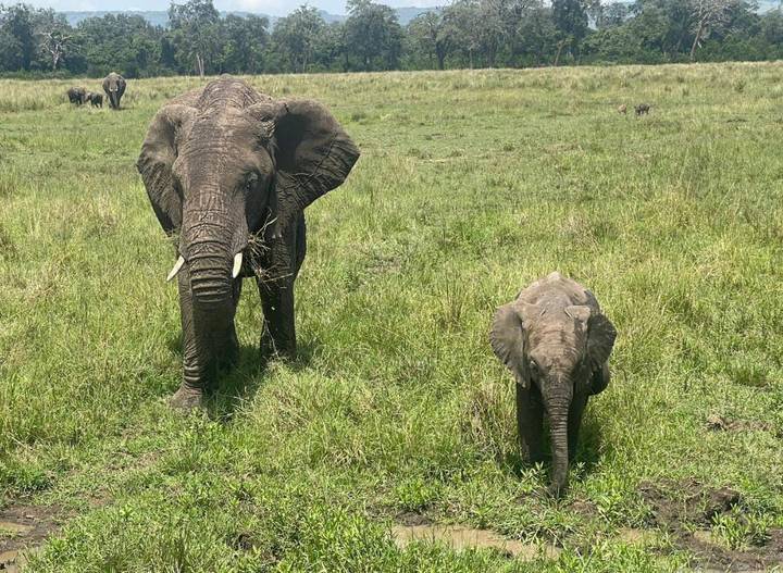 Adult and juvenile elephants walking through tall grass on African savannah.