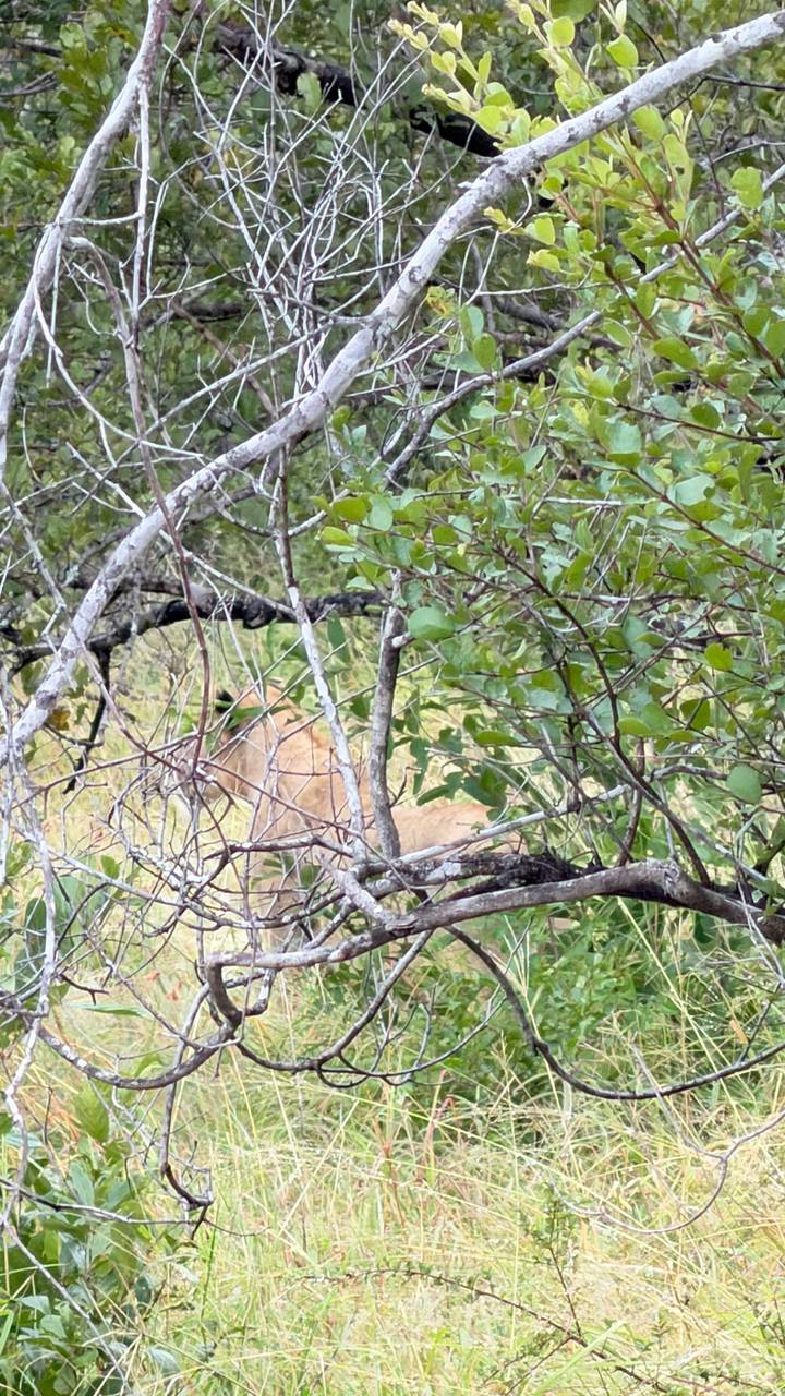 Partially obscured lion hidden behind dense branches and foliage in the bush.