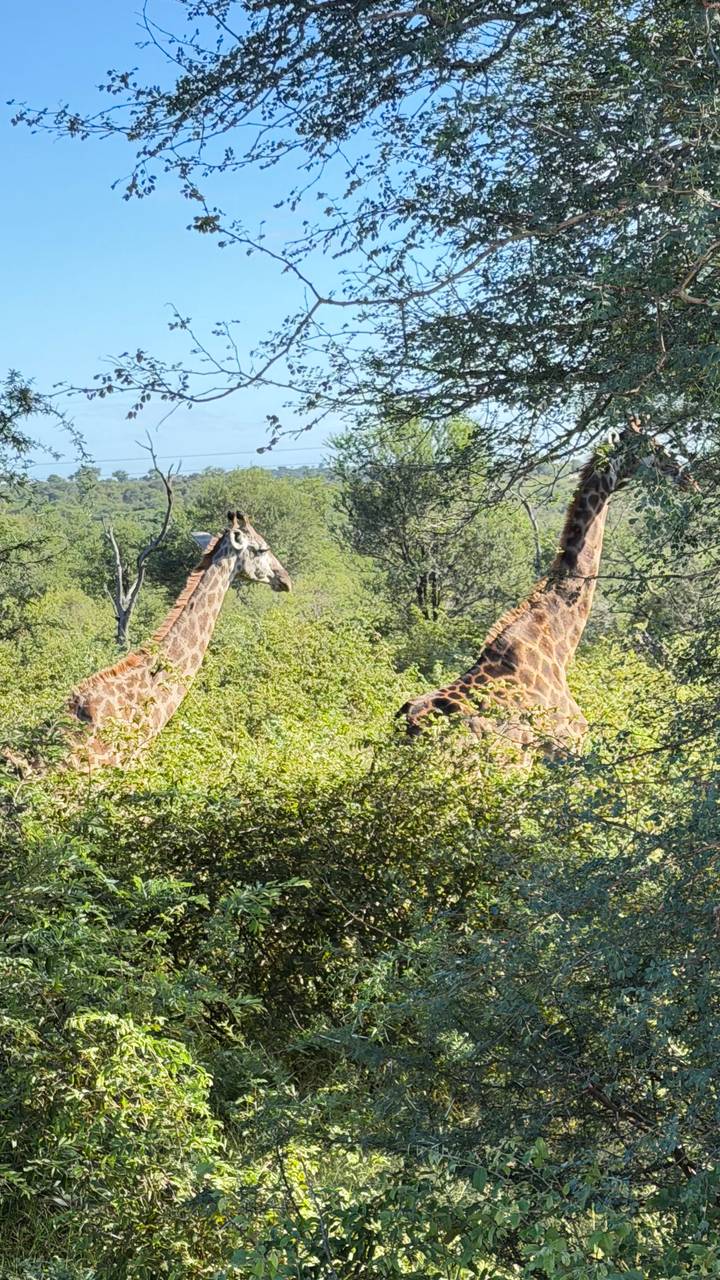 Two giraffes browsing among tall trees and bushes in bright daylight.