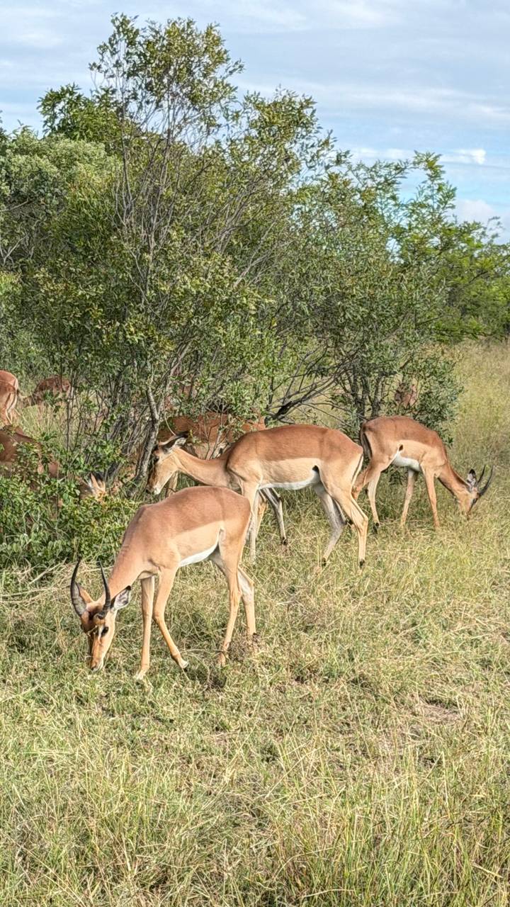 Herd of impalas grazing in tall grass beside bushy thickets.