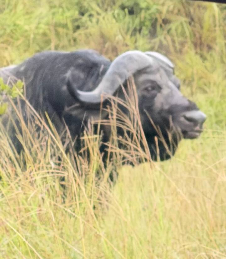 Blurry close-up of a Cape buffalo partially obscured by tall grass.