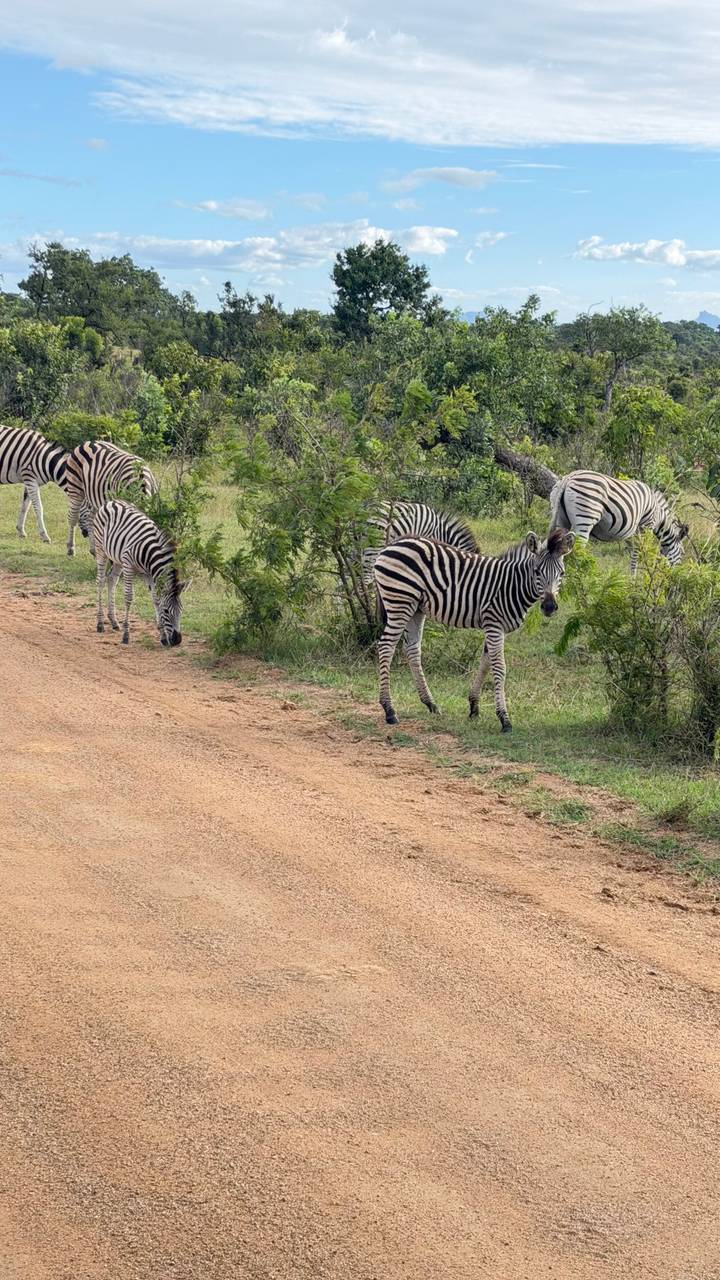 Small herd of zebras grazing beside a dirt track in the bush.