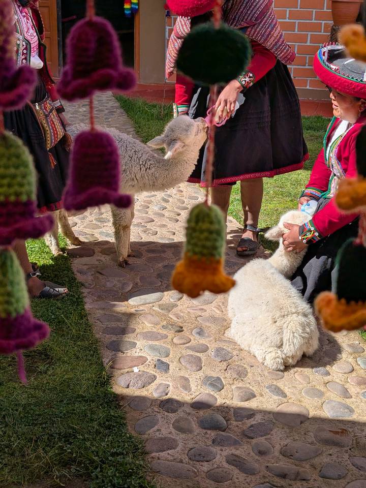 Close view of travellers petting an alpaca with colourful knitted ornaments hanging in foreground.