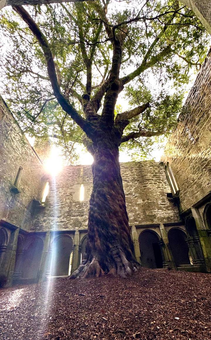 Sunlight filtering through a tall tree growing inside ancient stone ruins.