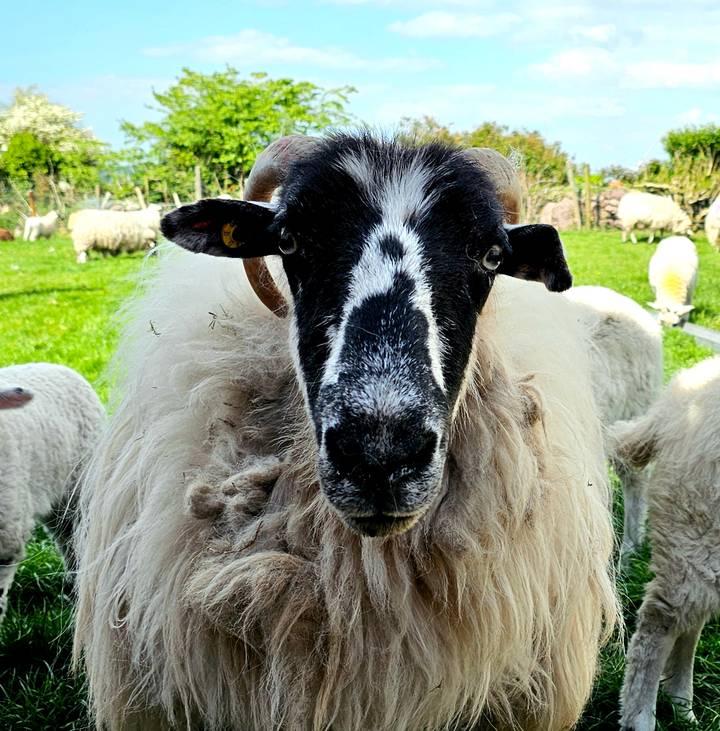 Curious sheep staring into the camera with green pasture and flock behind.