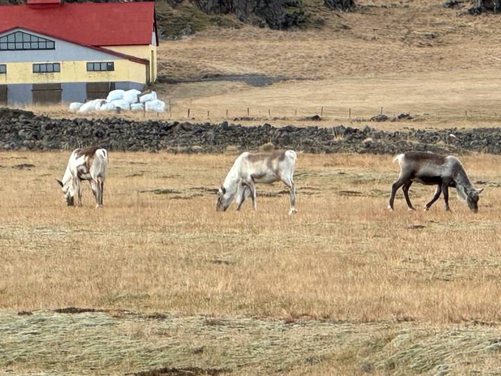 Three reindeer grazing on a dry grassy field with a farmhouse and rock walls behind