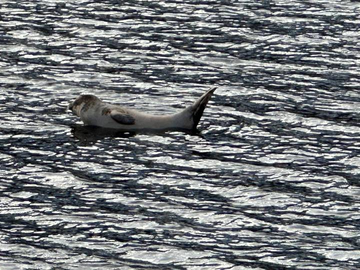 Single seal floating on rippled dark water with head and tail visible