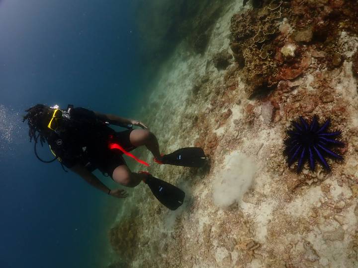Scuba diver hovers above coral seafloor inspecting a vivid blue starfish.