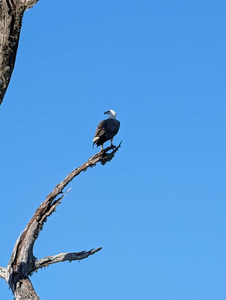 White-bellied sea eagle perched on the tip of a barren branch against clear blue sky