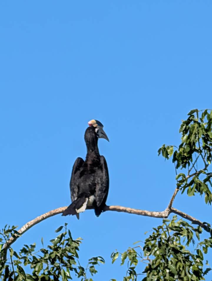 Malabar pied hornbill perched high with bright beak against a clear sky