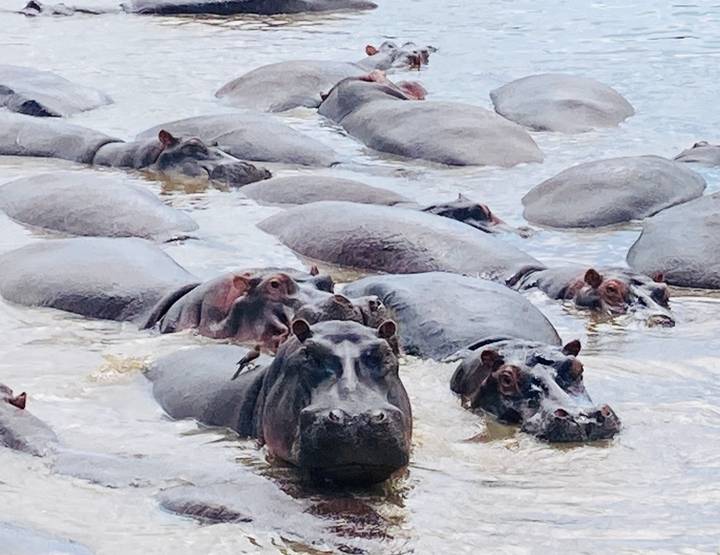 Congregation of hippos submerged in a muddy river pool with birds on their backs